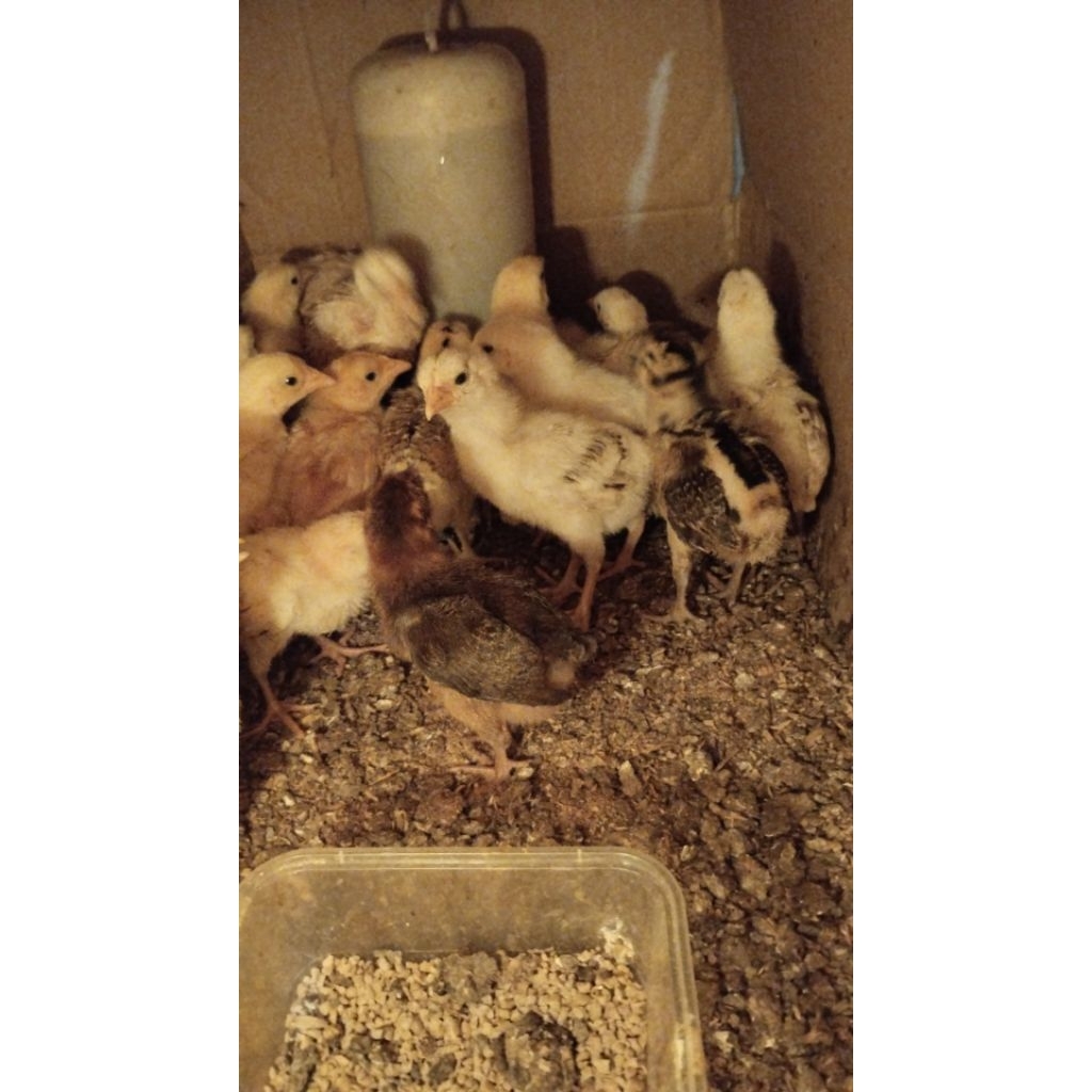 Ayam ELBA DOC