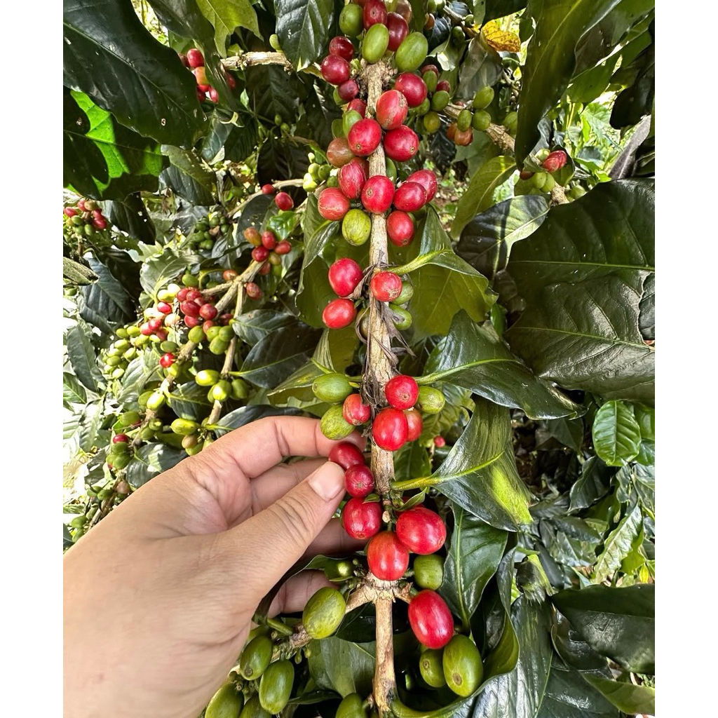 Bibit Pohon kopi Arabika - Bibit unggul kopi arabika