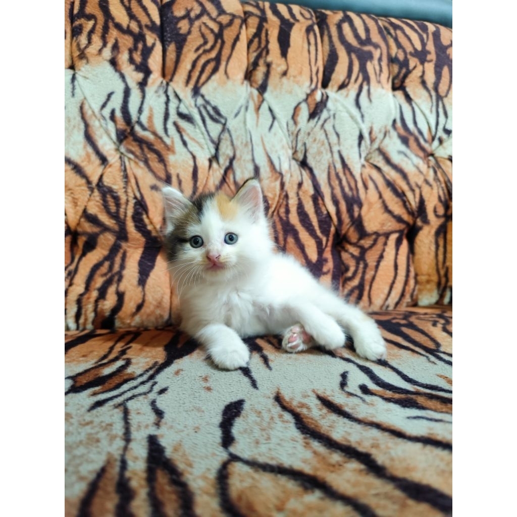 Kucing Kitten Calico Betina 2 bulan [ KHUSUS INSTAN ]