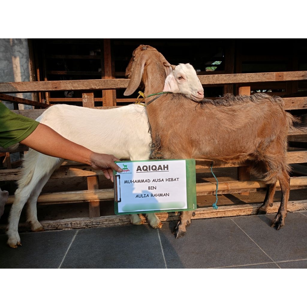 (Kambing Hidup) 2 ekor kambing domba betina BB ± 23 - 26 kg untuk aqiqah anak laki-laki, dll. Hurais