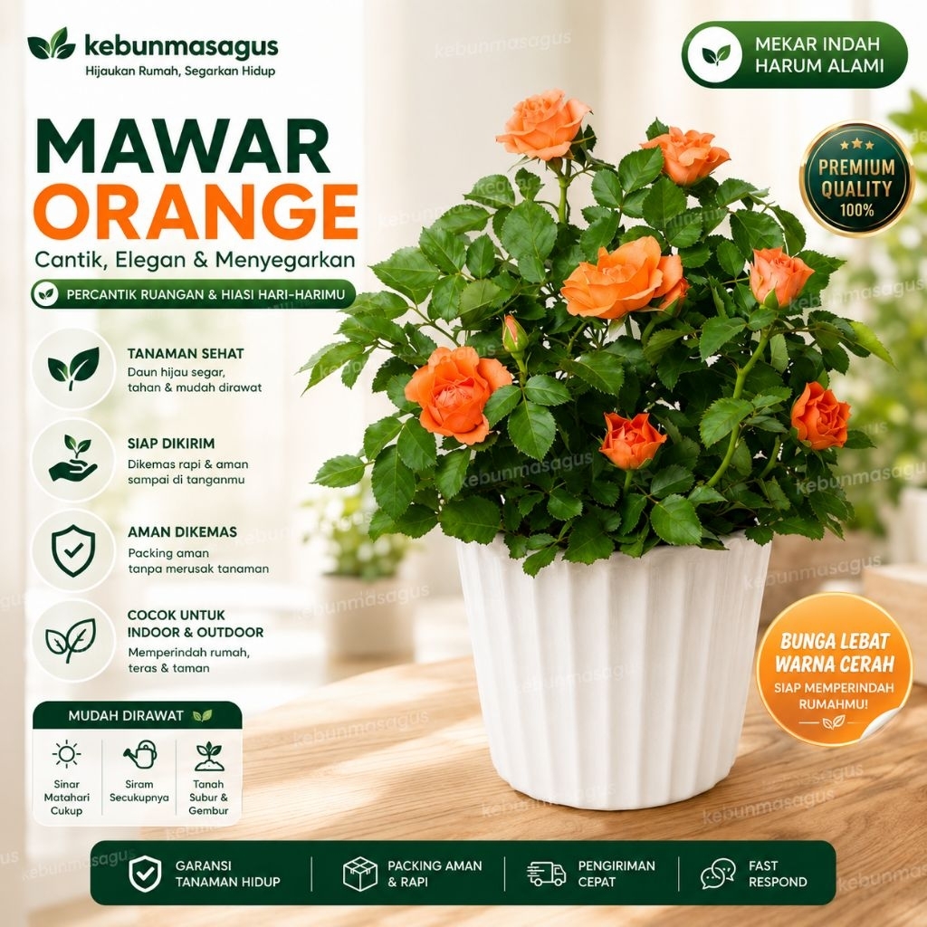 Tanaman Hias Mawar Orange Hidup - Tanaman Hias Mawar Oren - Bunga Mawar Hidup - Mawar Tanaman Hidup