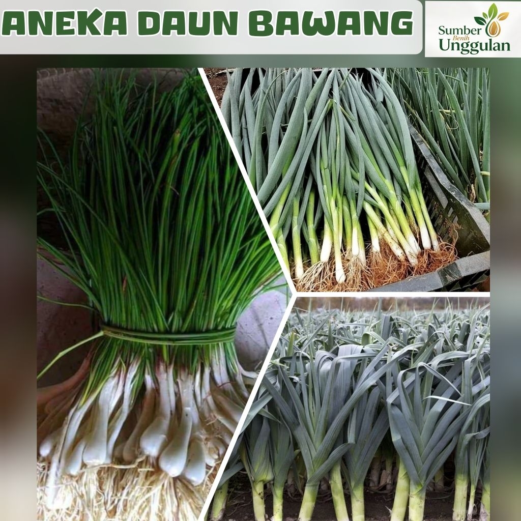 BIJI BENIH DAUN BAWANG | DAUN KUCAI | DAUN BAWANG PREI