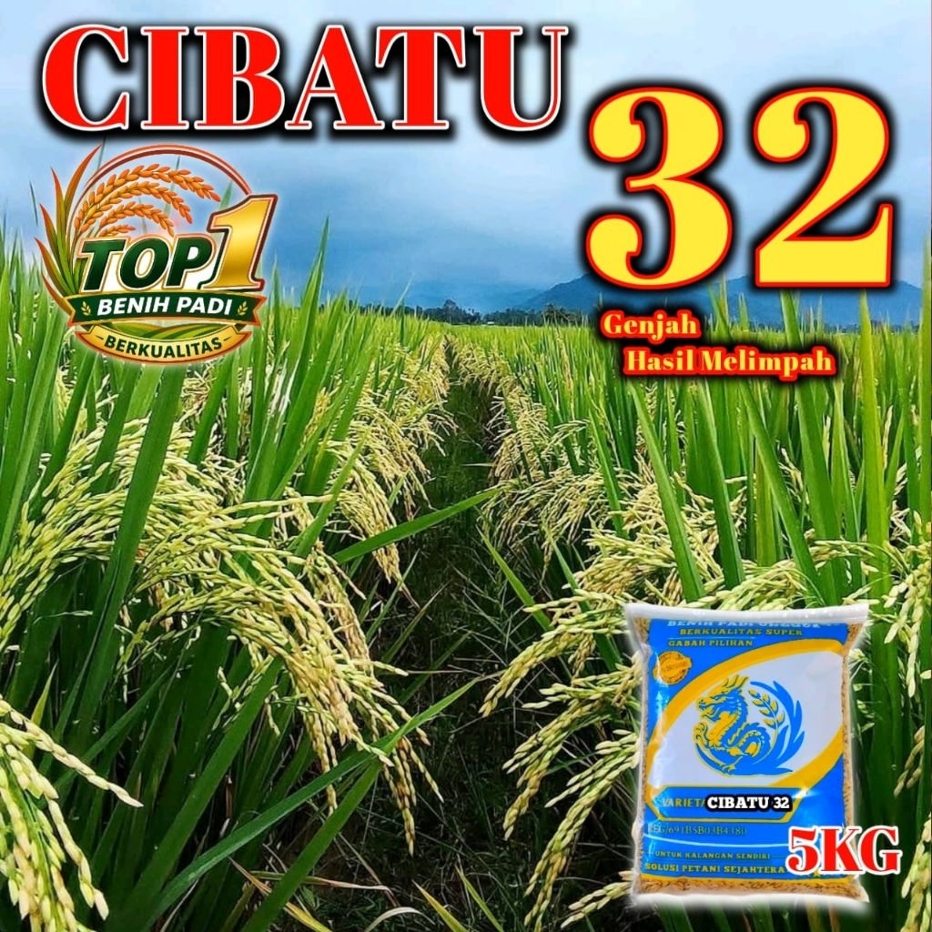 BENIH PADI UNGGUL CIBATU 32