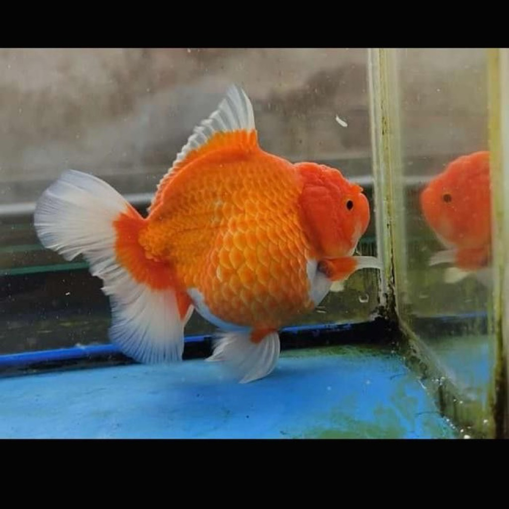 ikan hias koki oranda short thail OST besar  hanya instan