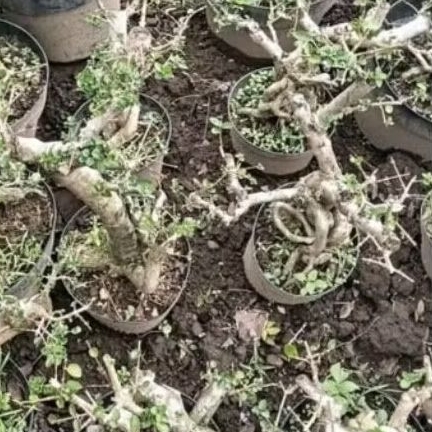 bahan bonsai serut