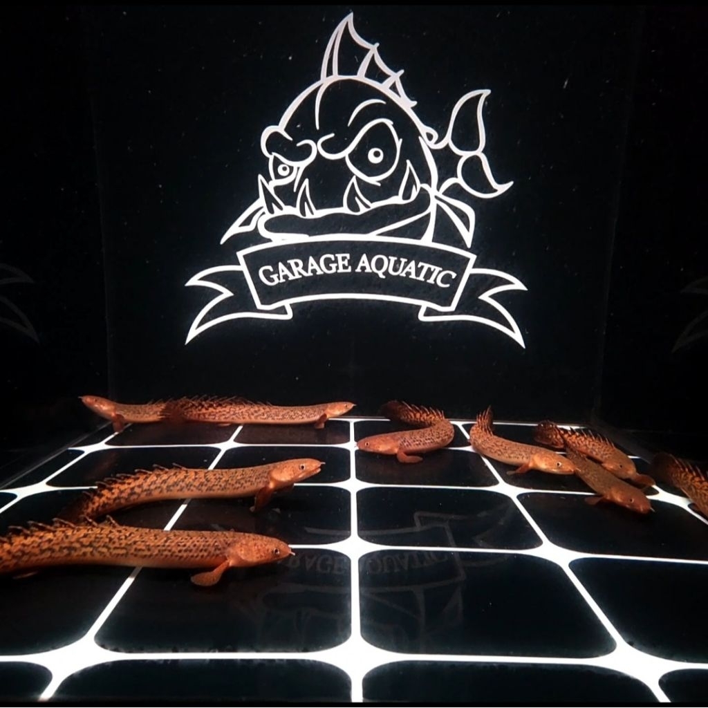 (INSTANT) PALMAS POLYPTERUS TEUGELSI IKAN HIAS PREDATOR AQUARIUM KOLAM