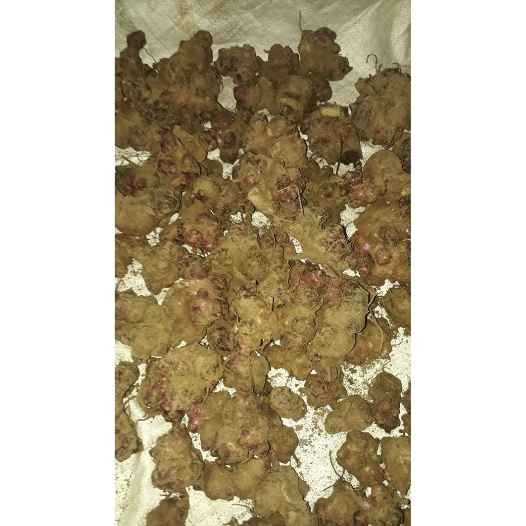 Bibit ASLI Rimpang Umbi Yakon siap tanam Wonosobo