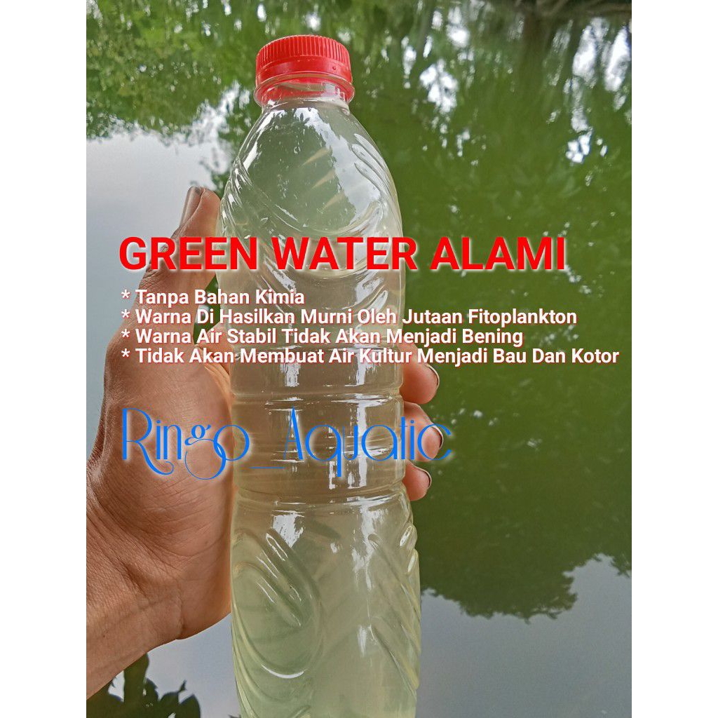 Air hijau green water pakan kultur kutu air kutir