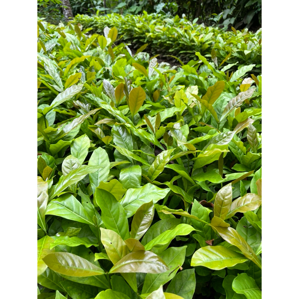 bibit kopi Liberika, Excelsa, Nongko Lawu