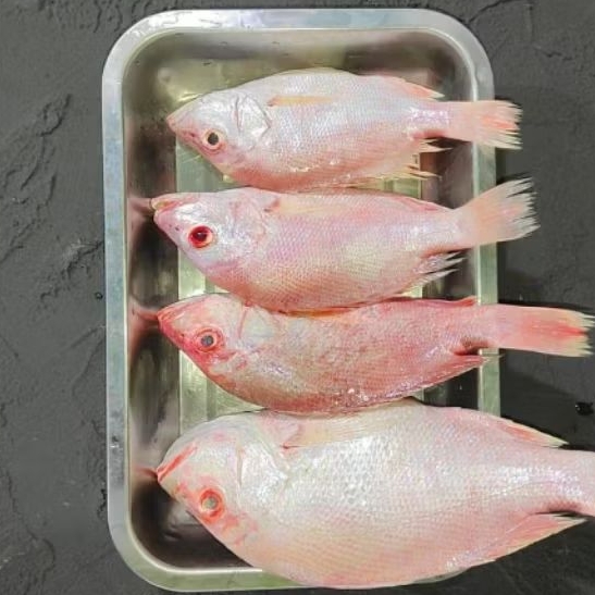Kakap Merah | 1kg