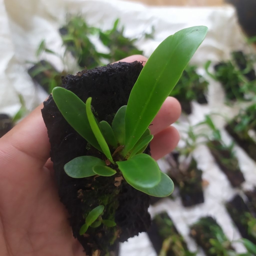 KADAKA DARAT MINI TANAMAN PALUDARIUM TERARIUM