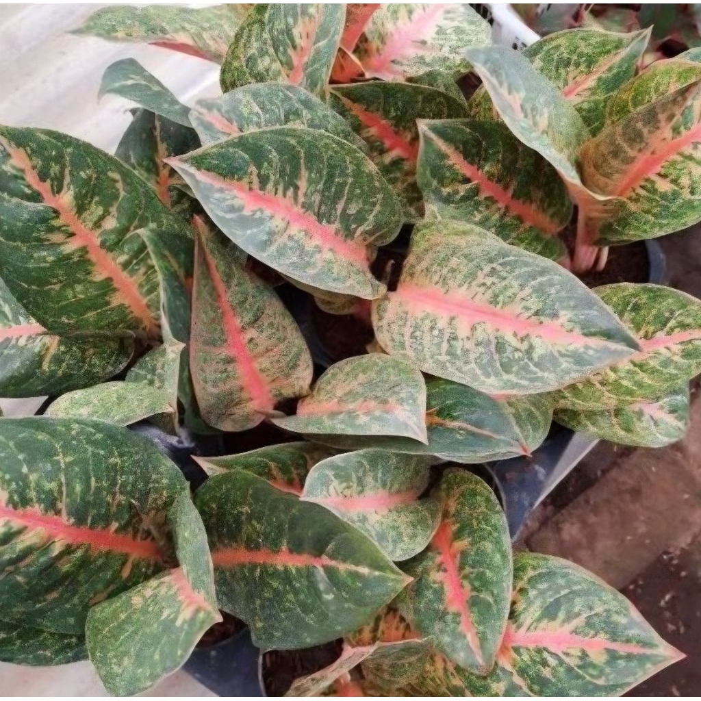 Aglonema Harley Quinn - tanaman Hias aglonema