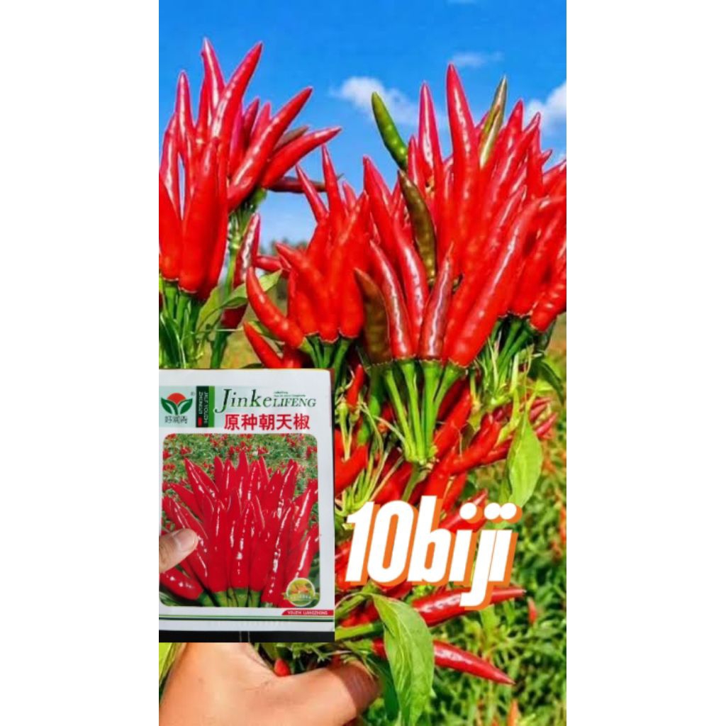 10 biji benih cabe dompol mahkota