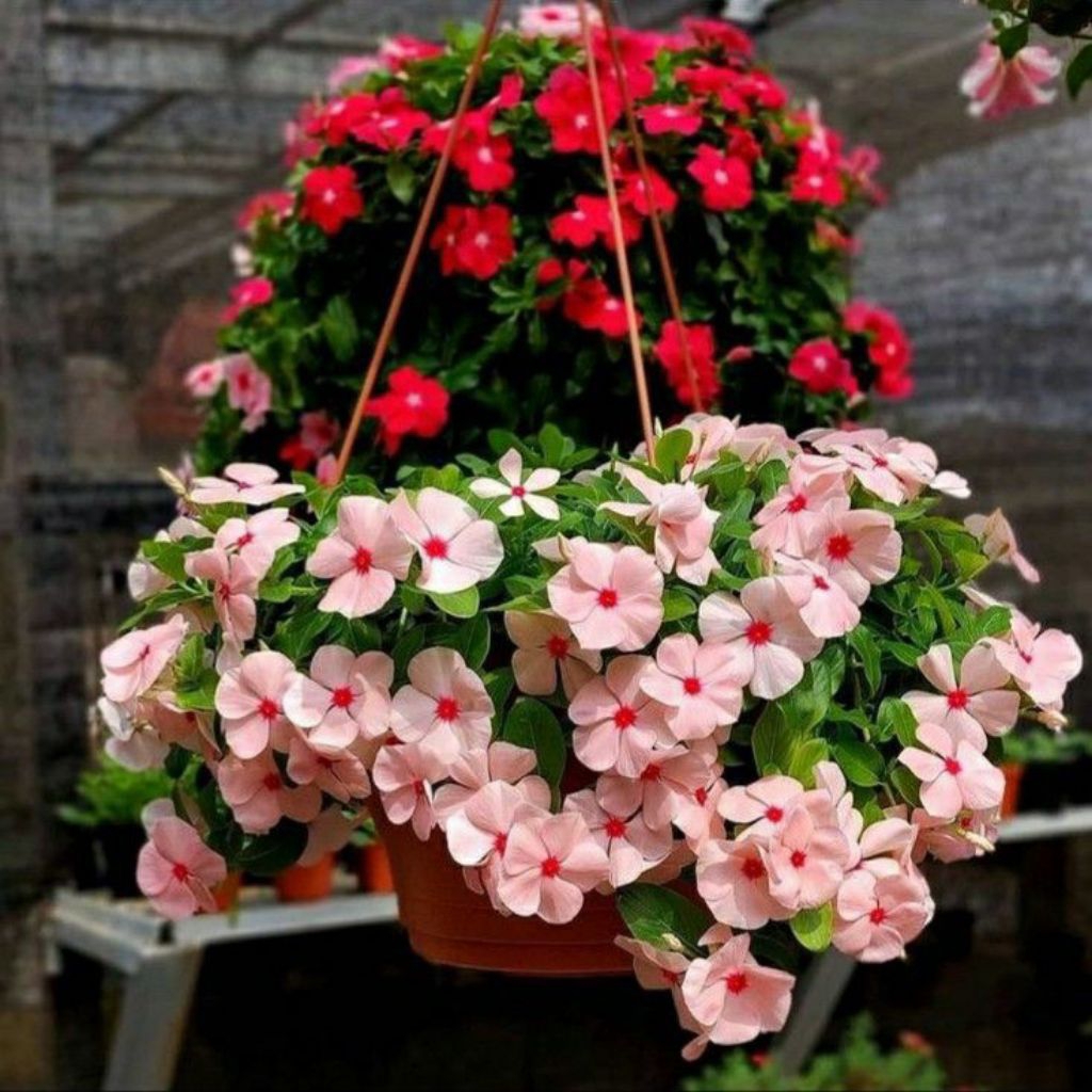 Tanaman Hias Gantung Bunga Vinca Varian Warna / Tanaman Hias Pot Gantung Bunga Vinca