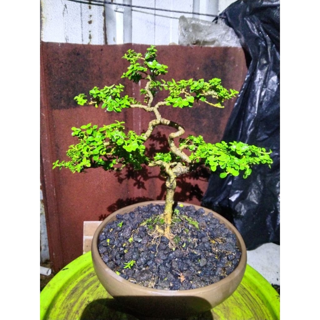 bonsai mini mame sancang