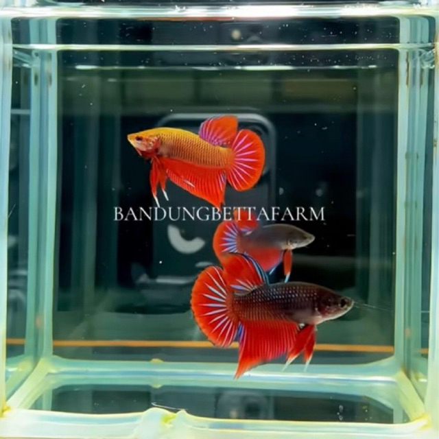 Wild Betta Splendens Red