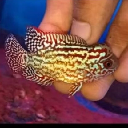 burayak kamfa f2 gen gb super size 3-5 cm