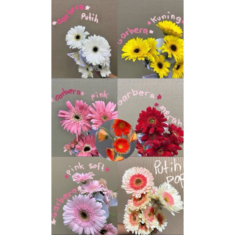 Bunga Potong Gerbera Holland Segar - Bunga Herbras Fresh