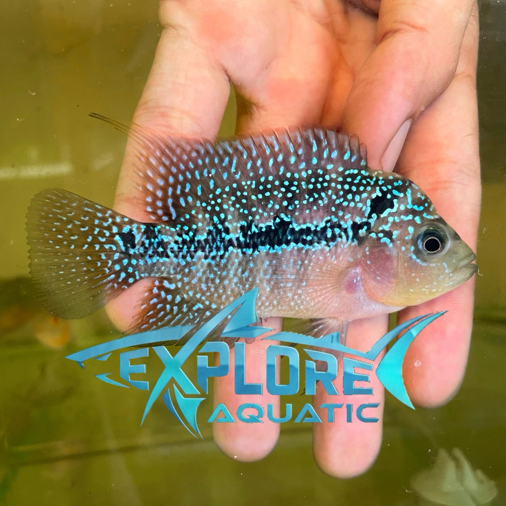 Louhan Kamfa 5-7cm - Ikan Hias Aquarium