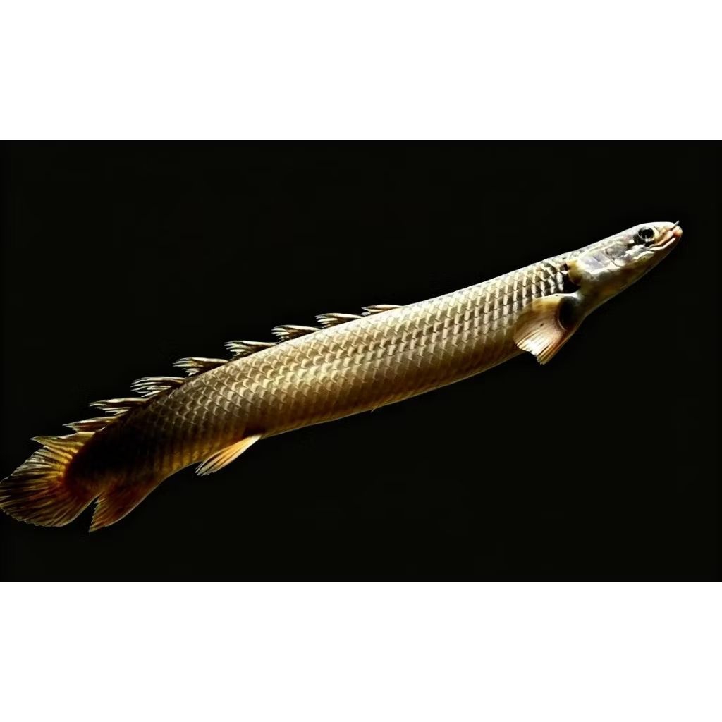 ikan predator palmas senegalus size jumbo +-30 cm
