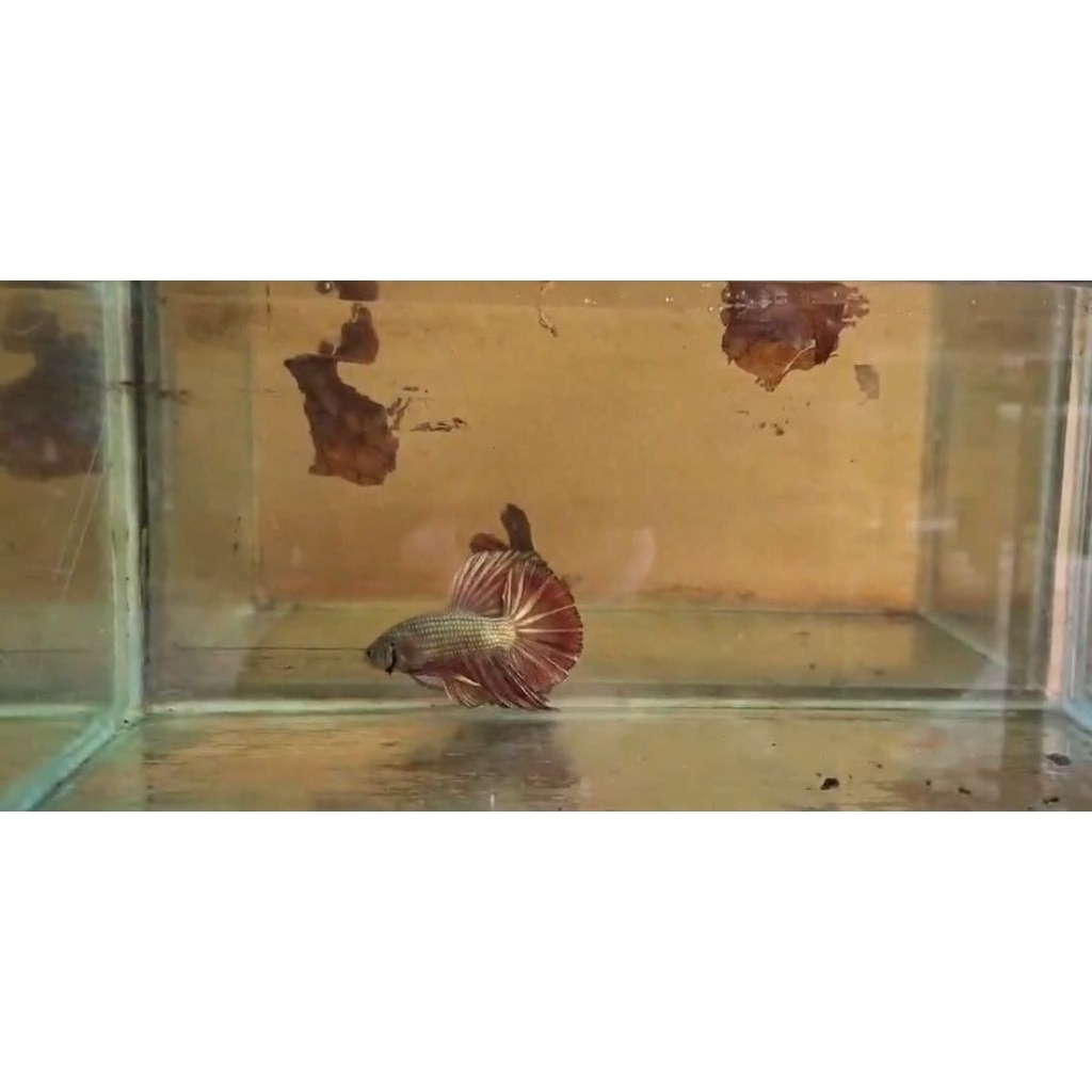 giant hmpk redcopper