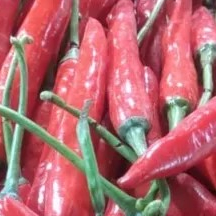 Cabe merah besar 1kg
