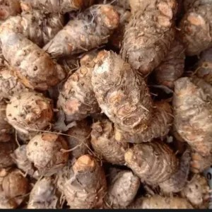 Biang Kunyit 1kg