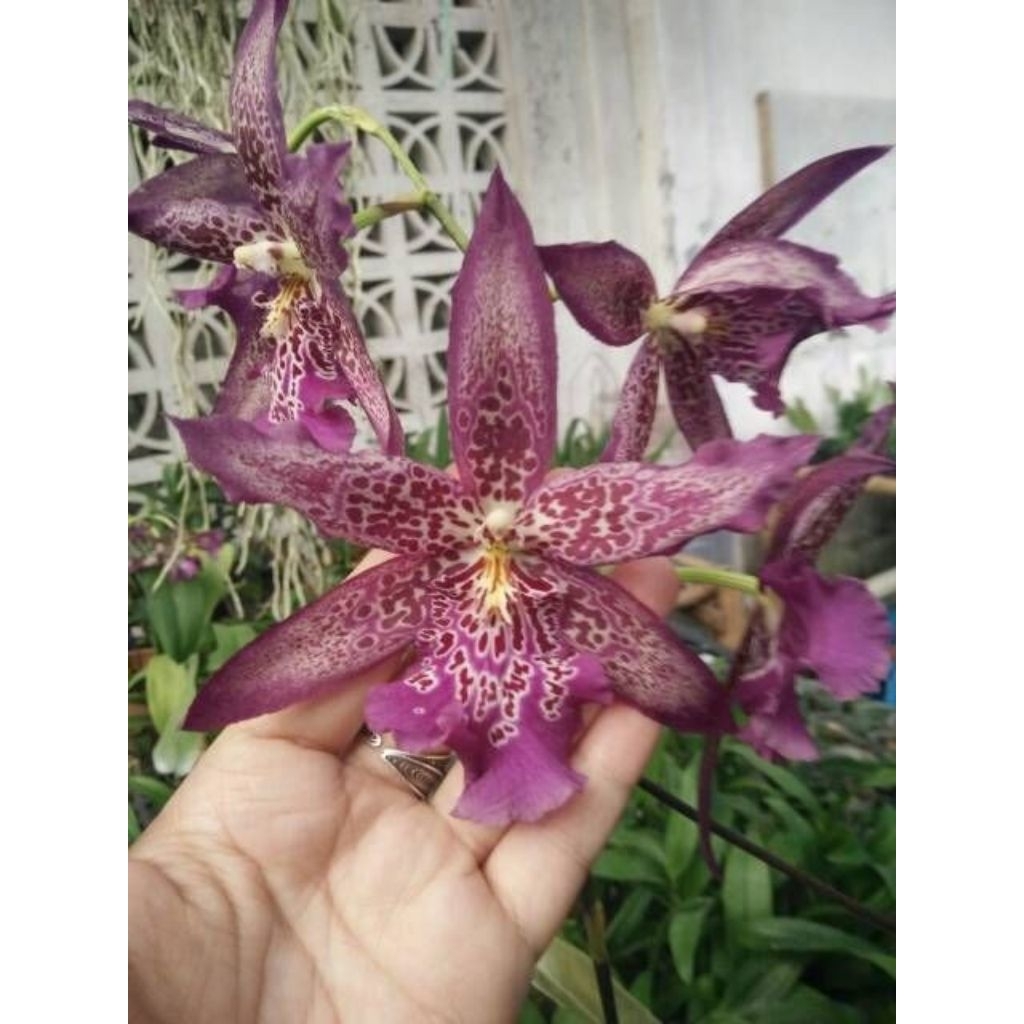 Tanaman Hias Anggrek Oncidium Mafrich - Bunga Anggrek Oncidium