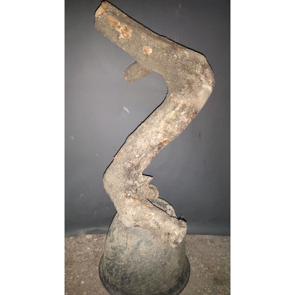 bahan bonsai wareng bintang jumbo realpic sesuai gambar