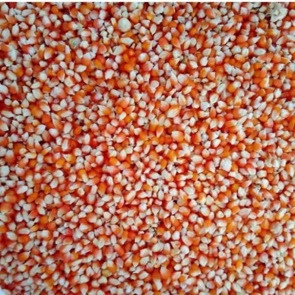 jagung kecil jagung merpati/doro