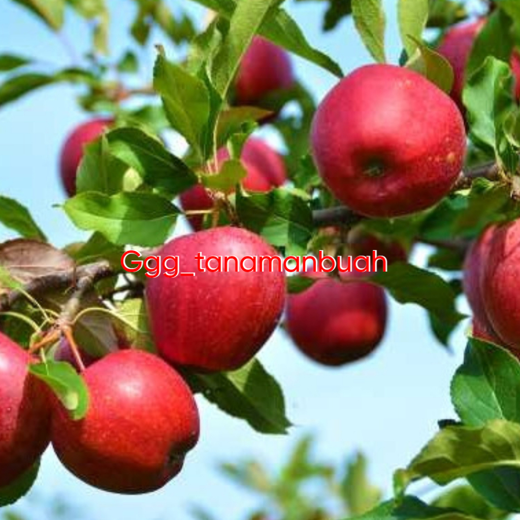 Bibit Apel Fuji Batang Besar Siap Berbuah
