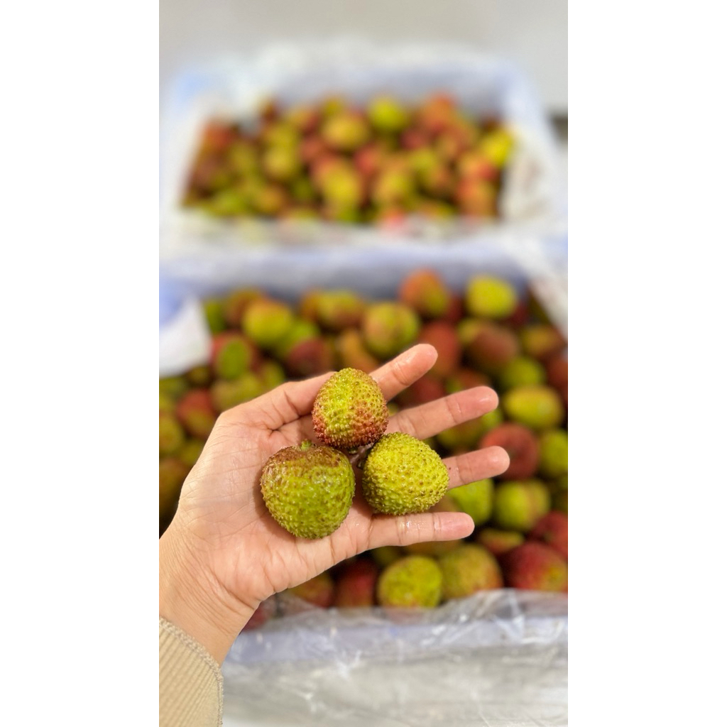 Leci / Lychee Madu / Leci Merah Manis / Buah Buahan Segar On Mallahrizwa