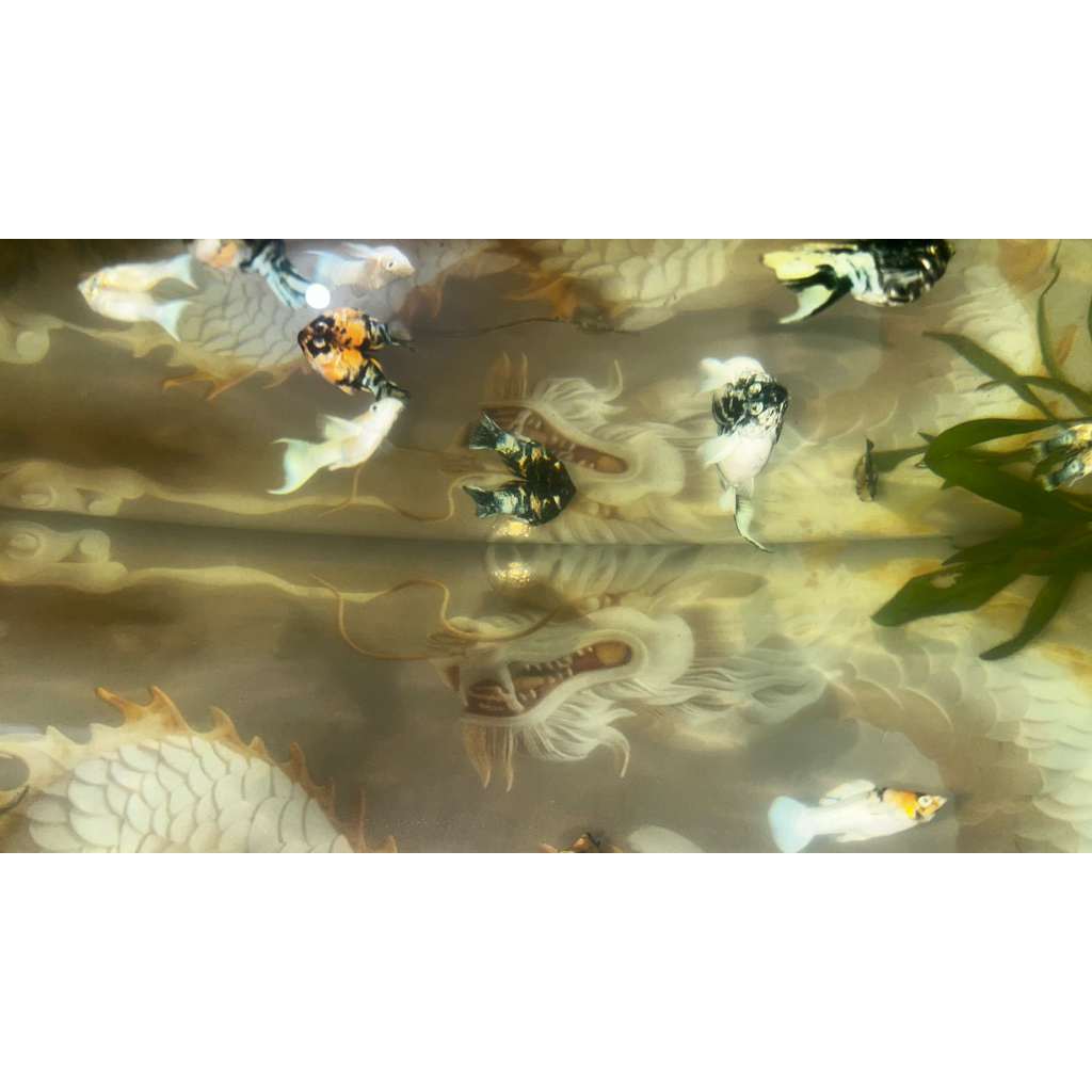 ikan molly zebra