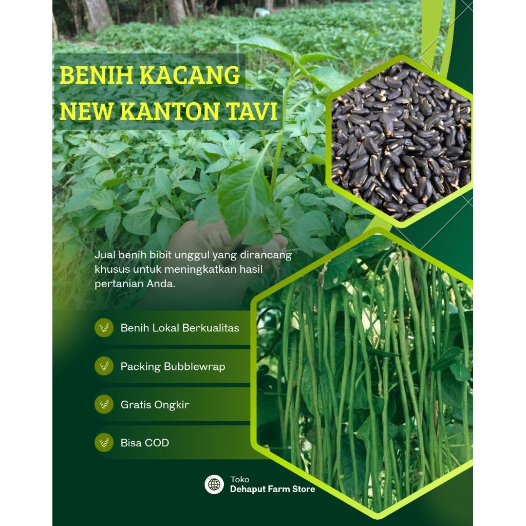 Benih Unggul KACANG PANJANG NEW KANTON TAVI (500gr)