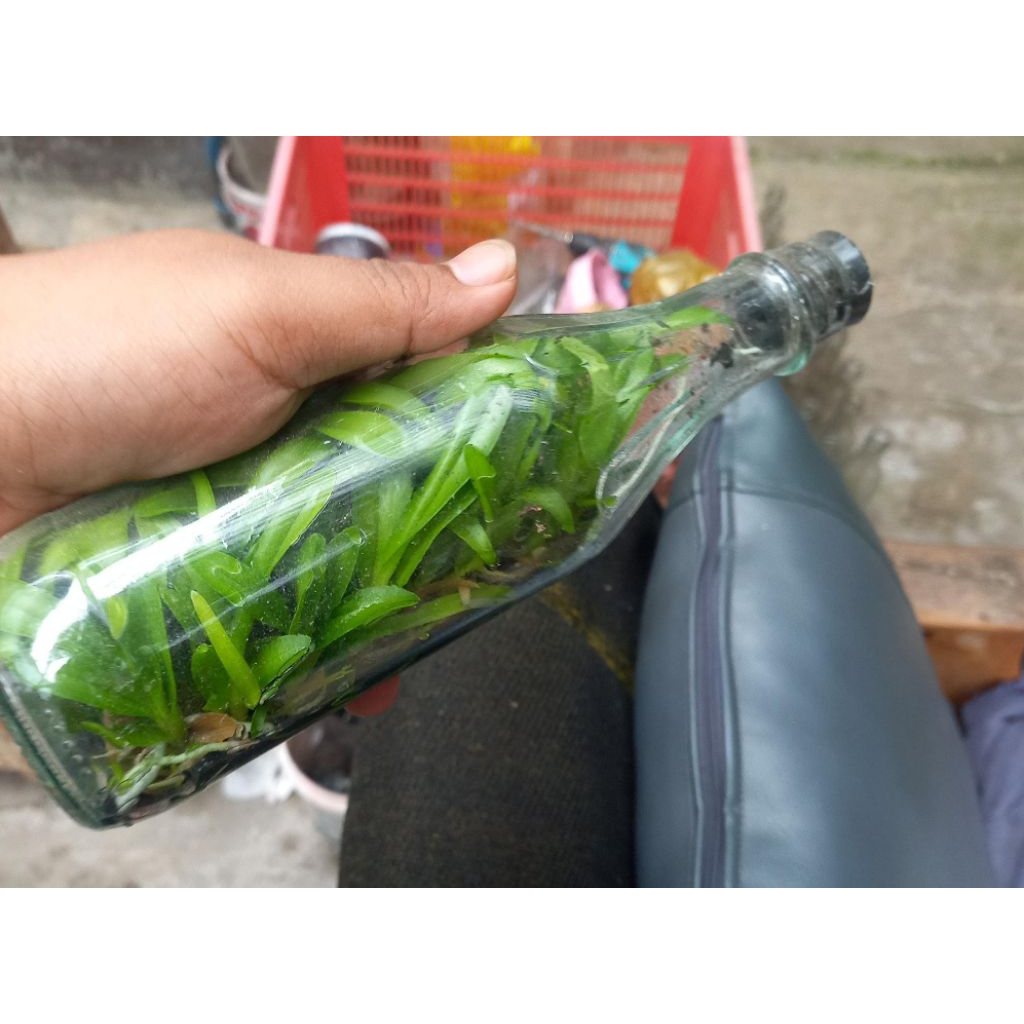 Anggrek dendrobium botol isi 40-50 siap aklimitasi anggrek dendrobium siap aklim anggrek keriting