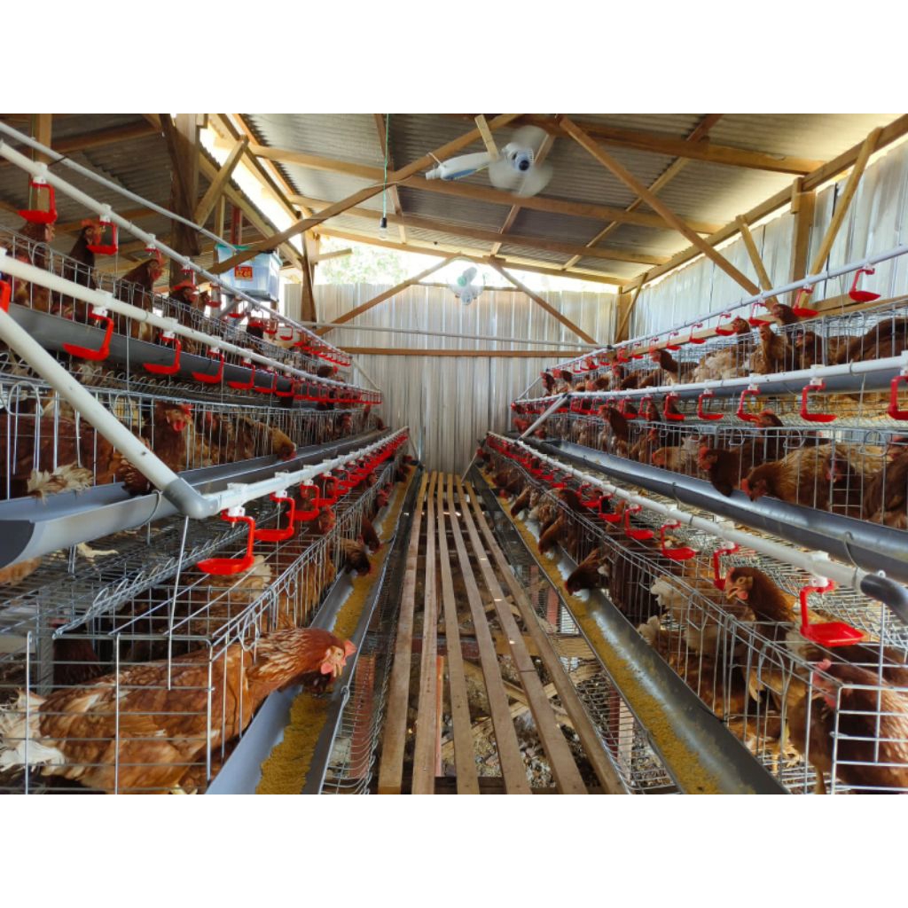 Paket Kandang Batre Galvanis Ayam Petelur Kapasitas 108 Ekor (Pintu 6)