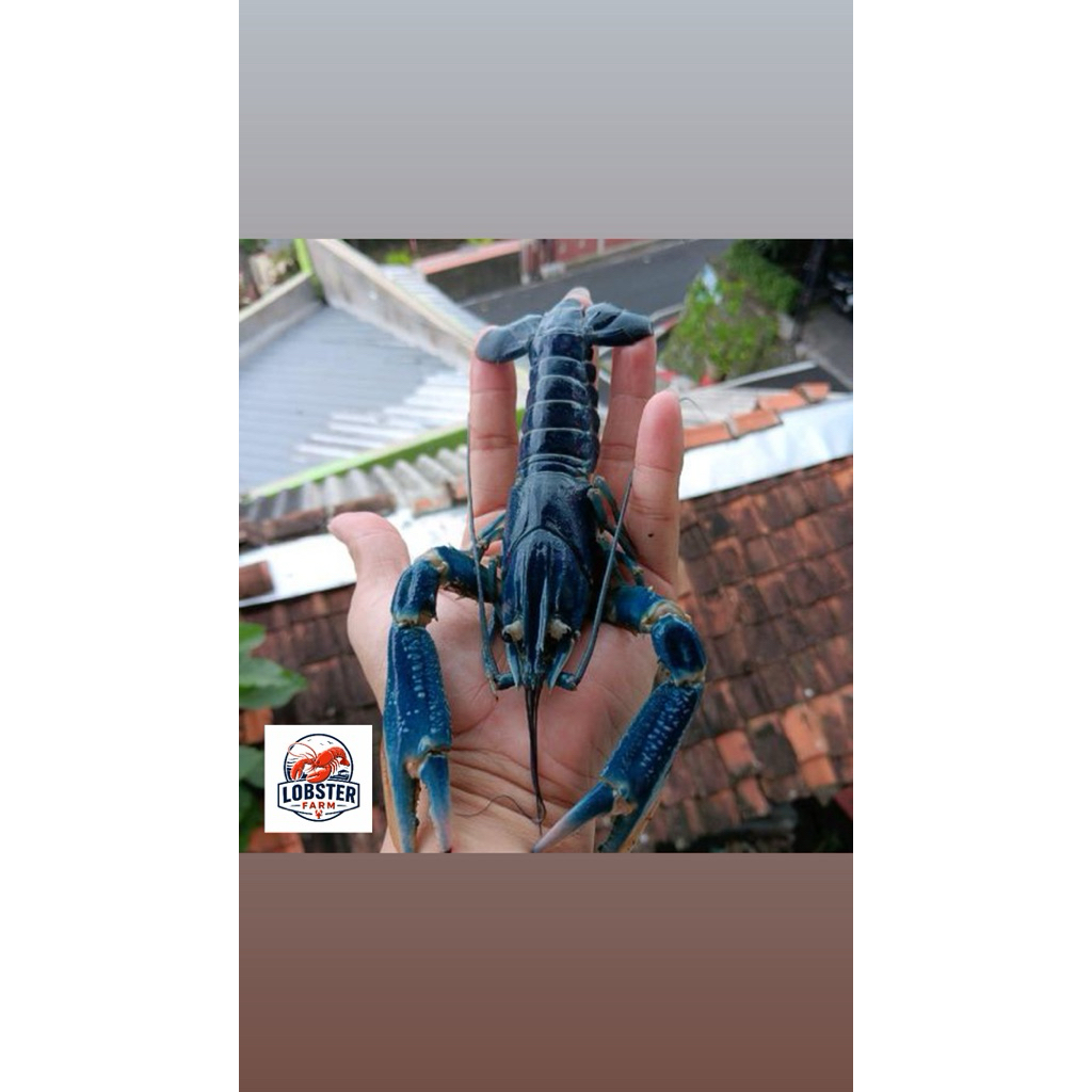 Lobster Air Tawar Jumbo Indukan Bergaransi grade A