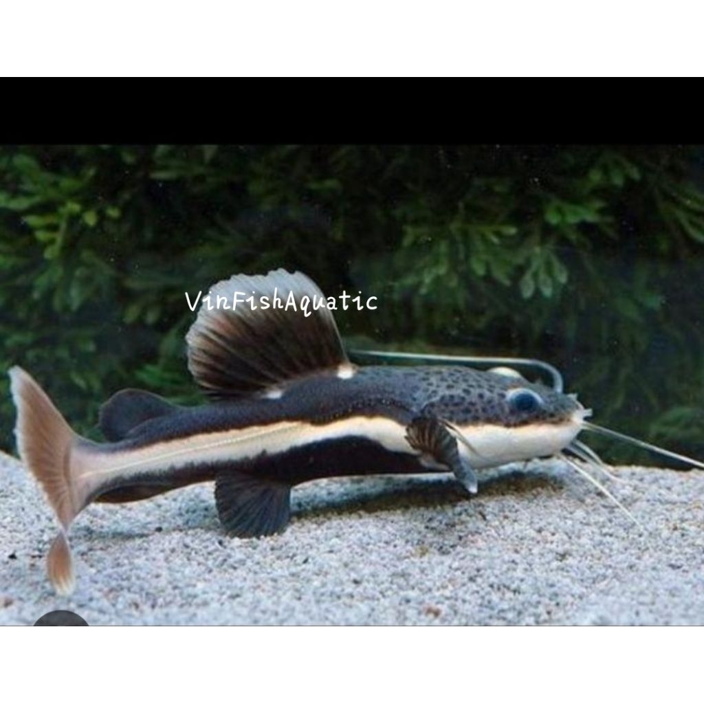 ikan lele rtc, lele hias menarik