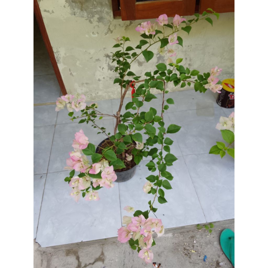bugenvil Bengawan solo