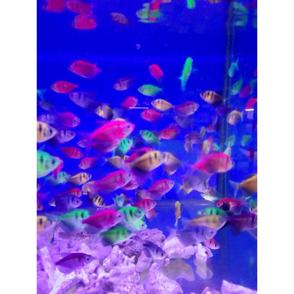 Hiasan aquarium tetra glowfish 4 ekor