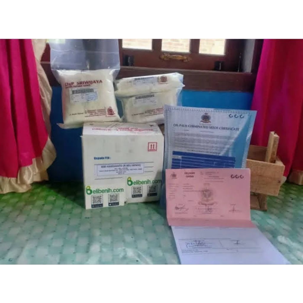 Benih kecambah sawit sriwijaya