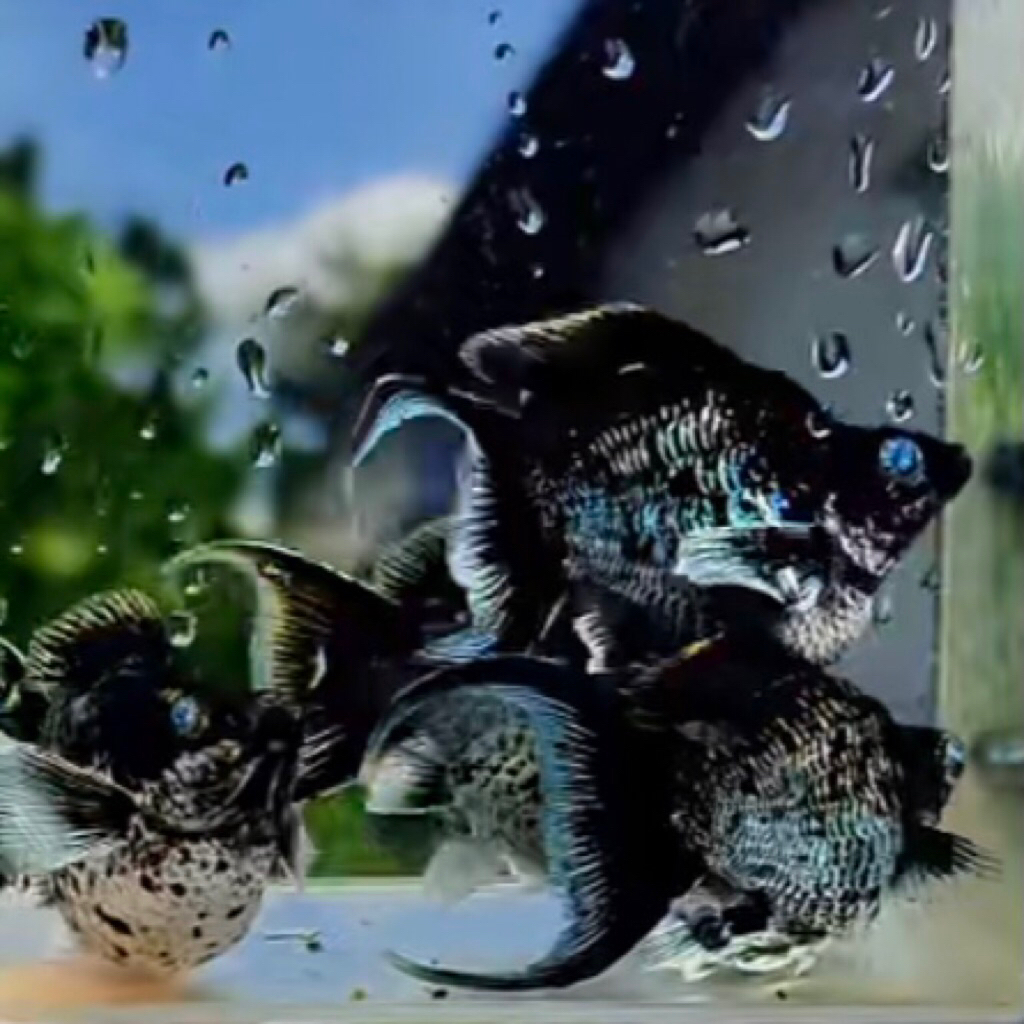 Hiasan aquarium-indukan jumbo blue elektrik balon cawang Molly