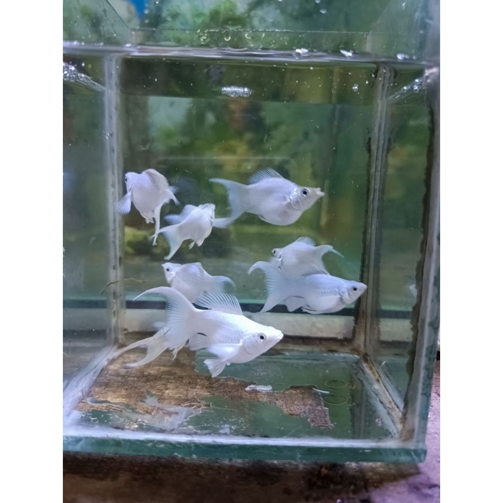 ikan molly platinum Cawang indukan 4 bulan