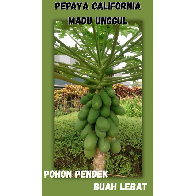 50 BUTIR BENIH POHON PEPAYA CALIFORNIA MADU ASLI UNGGUL