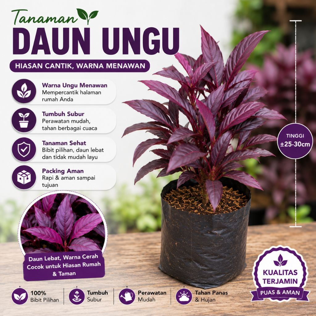 Daun ungu/tanaman daun ungu/tanaman daun ungu 100% original/tanaman daun ungu segar