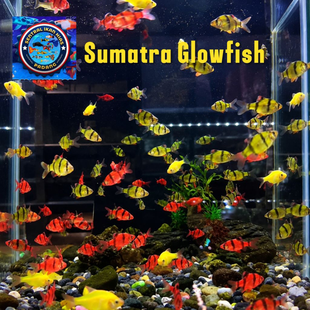 Ikan Sumatra Glow/ Tiger Barb Glofish