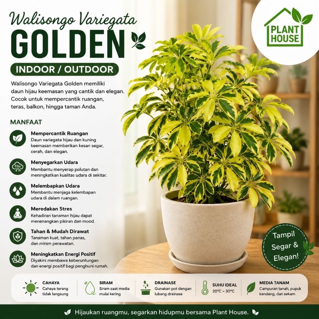 walisongo varigata (Heptapleurum actinophyllum) - Tanaman hias walisongo golden varigata / daun wali
