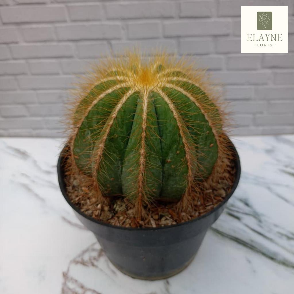 Noto Kaktus Jumbo Pot 12 cm / Noto Kaktus Big Size / Noto Ownroot / Kaktus Murah / Elayne Florist