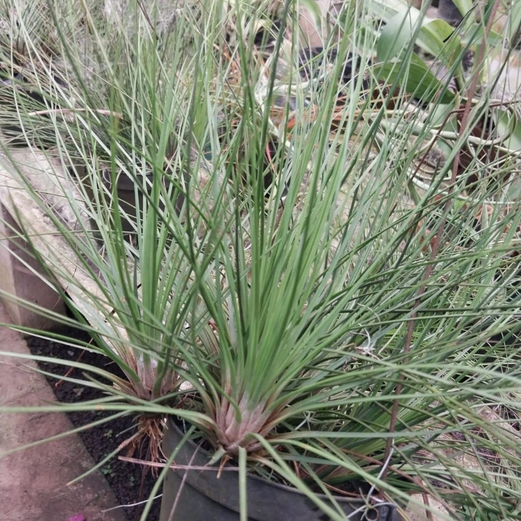 Tilandsia festucoides