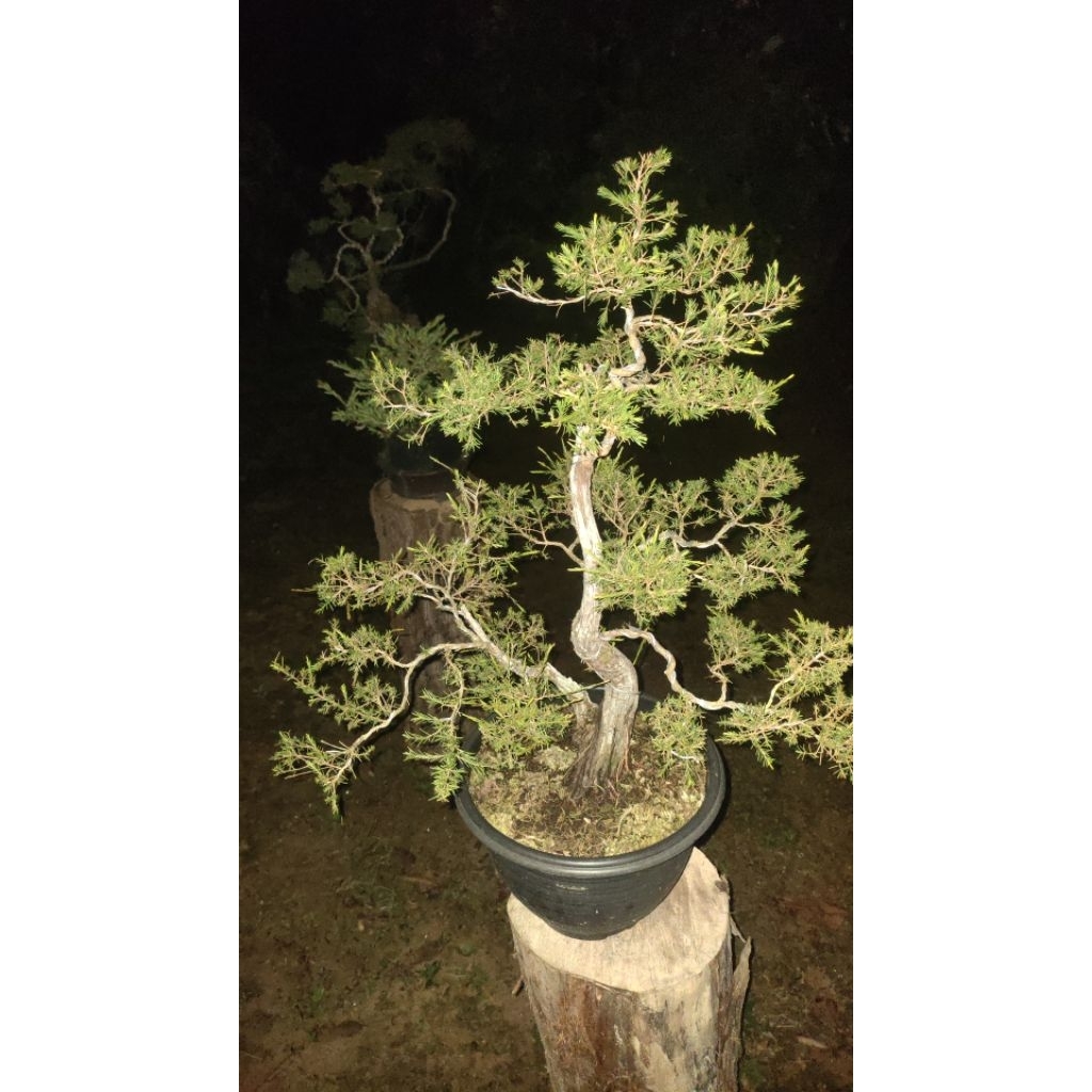 bahan bonsai CUCUR ATAP/SAPU-SAPU MURAHH
